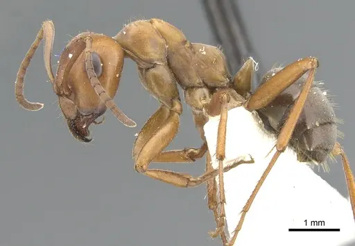 Formica gynocrates - CASENT0903281