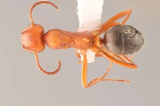 Formica gynocrates - WRME532249