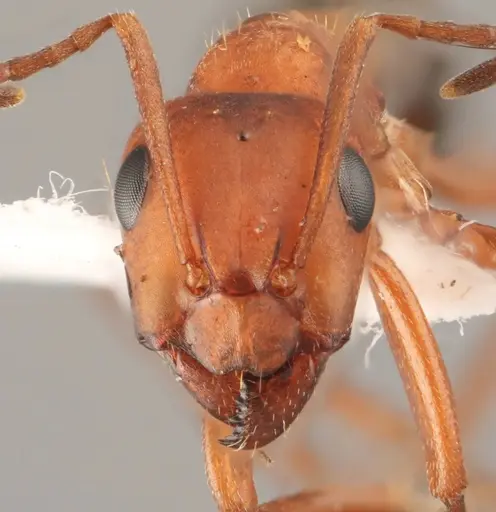 Formica gynocrates - WRME532249