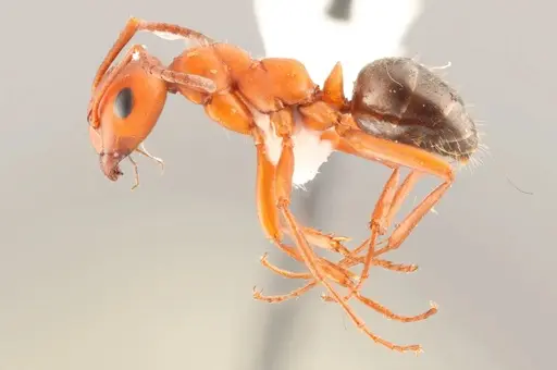 Formica gynocrates - WRME532249