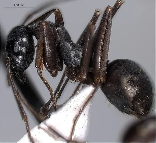 Formica hayashi specimen