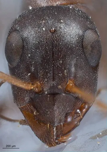 Formica hayashi - ANTWEB1008403