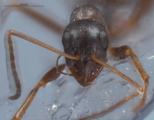 Formica hayashi - ANTWEB1008403