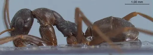 Formica hayashi - ANTWEB1008403