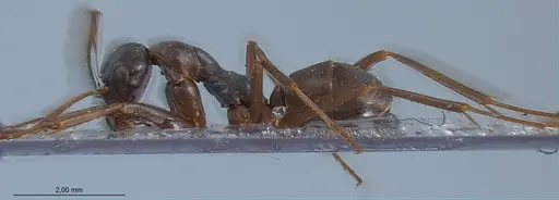 Formica hayashi - ANTWEB1008403