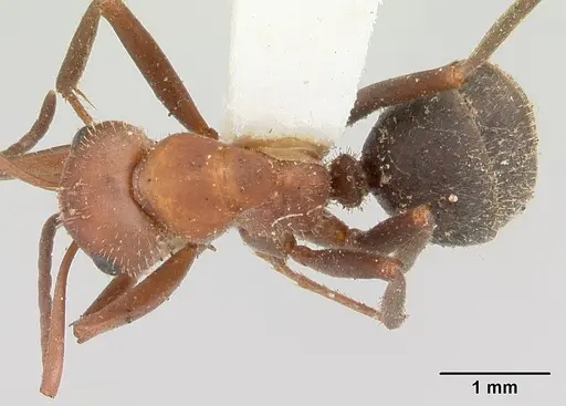 Formica impexa specimen