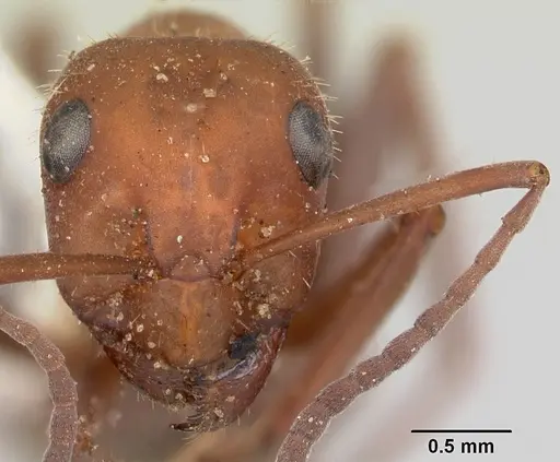 Formica impexa specimen