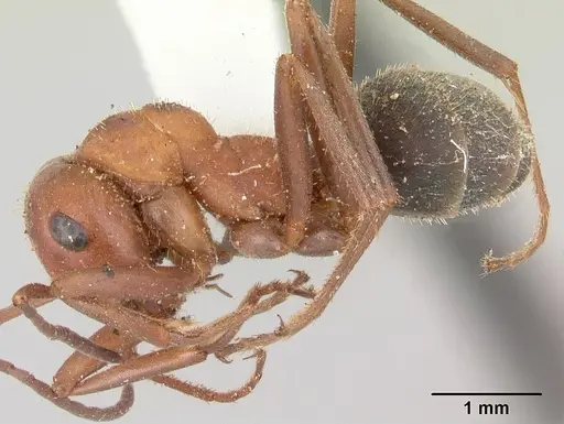 Formica impexa specimen