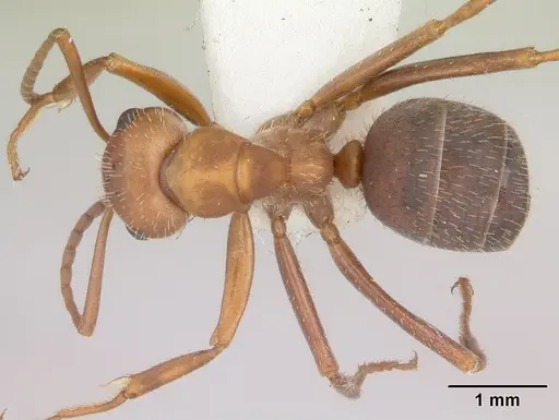 Formica impexa - CASENT0103362