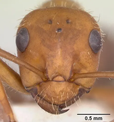 Formica impexa - CASENT0103362