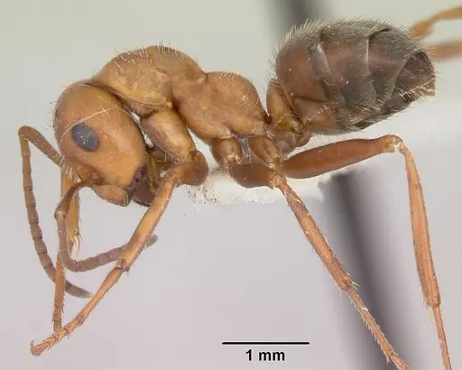 Formica impexa - CASENT0103362