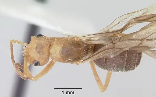 Formica impexa - CASENT0103363