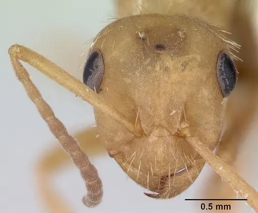 Formica impexa - CASENT0103363