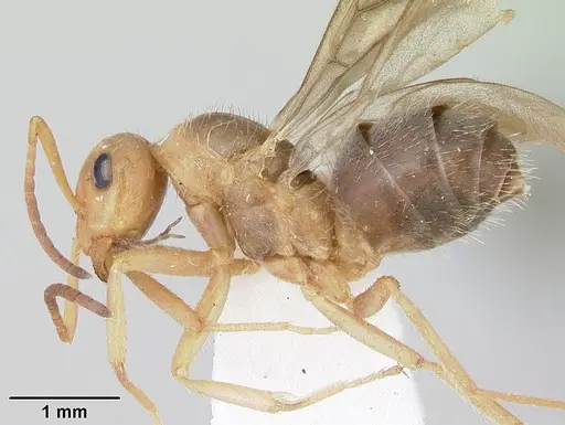 Formica impexa - CASENT0103363