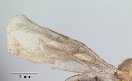 Formica impexa - CASENT0103363