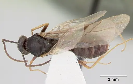 Formica impexa - CASENT0103364