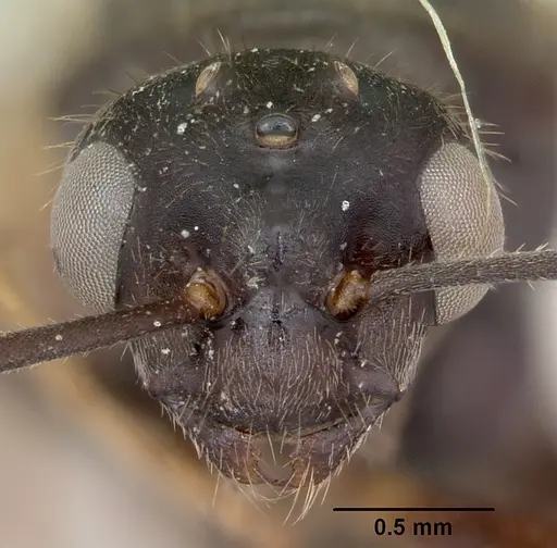 Formica impexa - CASENT0103364