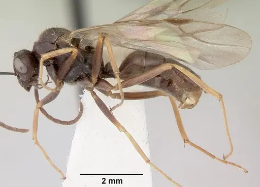 Formica impexa - CASENT0103364