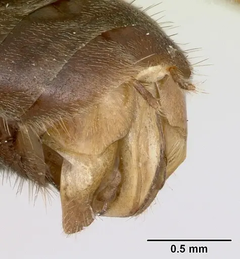 Formica impexa - CASENT0103364