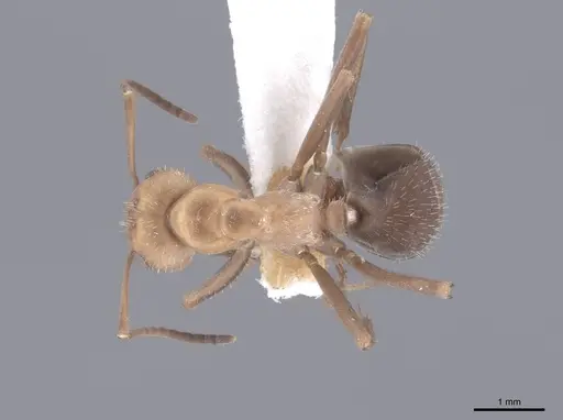 Formica impexa - FMNHINS0000046297