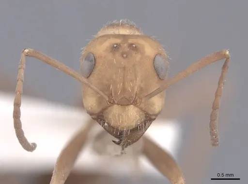 Formica impexa - FMNHINS0000046297