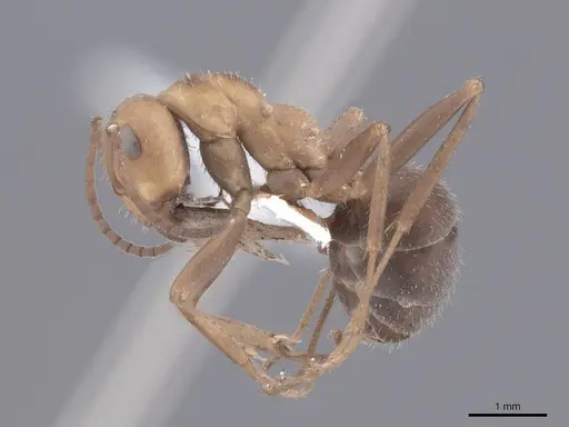 Formica impexa - FMNHINS0000046297