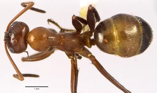 Formica incerta specimen