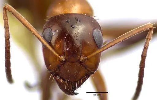 Formica incerta specimen