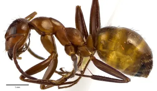 Formica incerta specimen