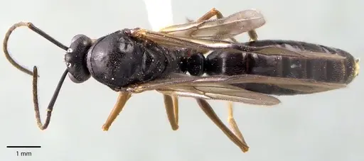 Formica incerta - ANTWEB1041704