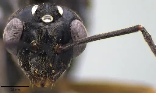 Formica incerta - ANTWEB1041704