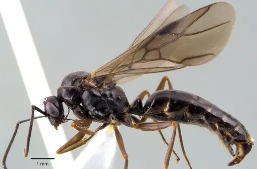 Formica incerta - ANTWEB1041704