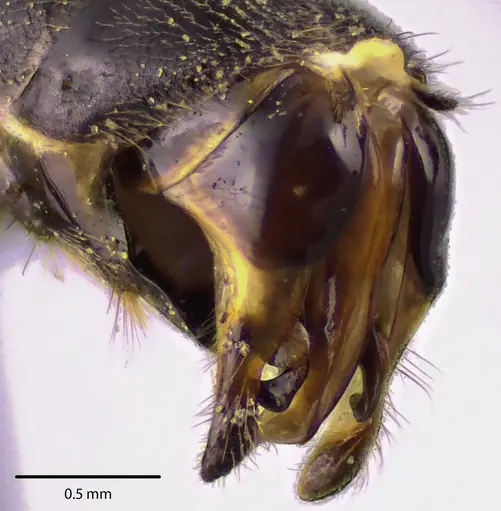 Formica incerta - ANTWEB1041704