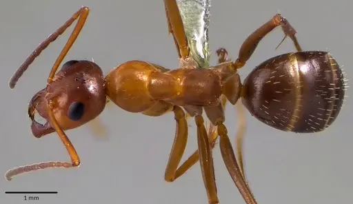 Formica incerta - ANTWEB1041774