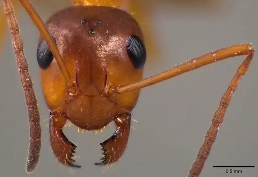 Formica incerta - ANTWEB1041774