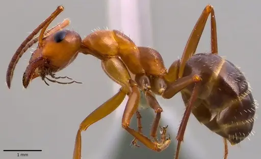 Formica incerta - ANTWEB1041774