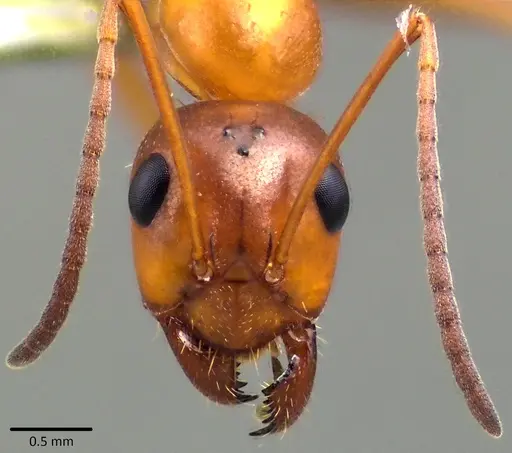 Formica incerta - ANTWEB1041775