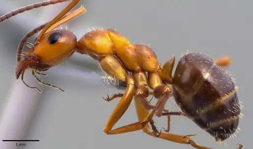 Formica incerta - ANTWEB1041775