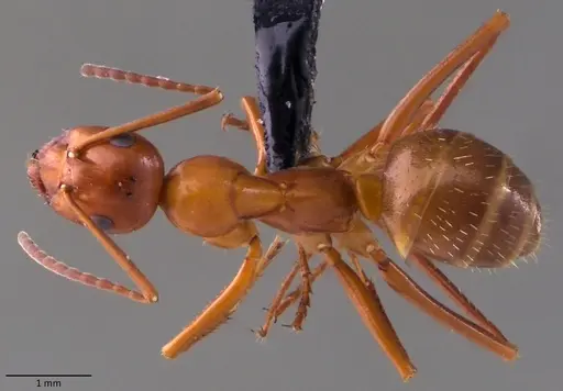 Formica incerta - ANTWEB1060084