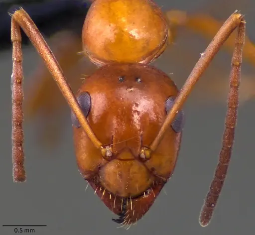 Formica incerta - ANTWEB1060084