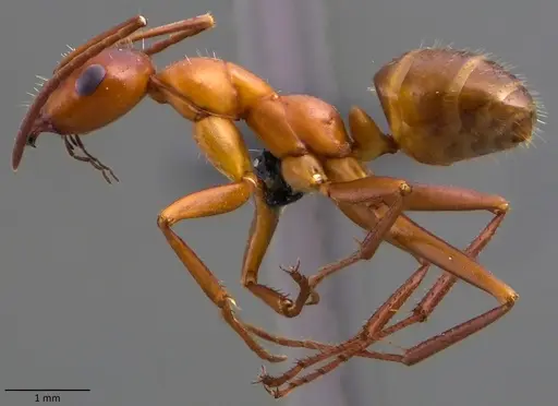 Formica incerta - ANTWEB1060084