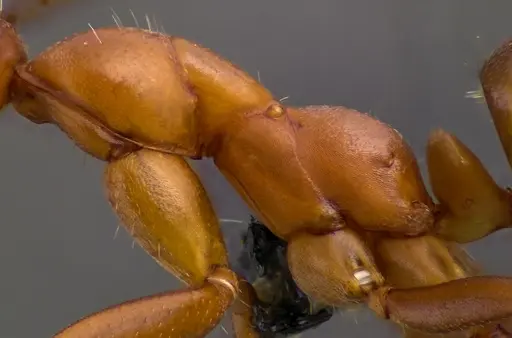 Formica incerta - ANTWEB1060084