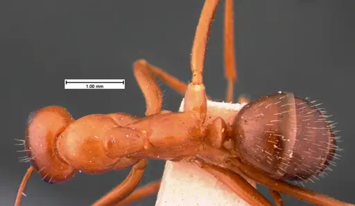 Formica incerta - CASENT0105553