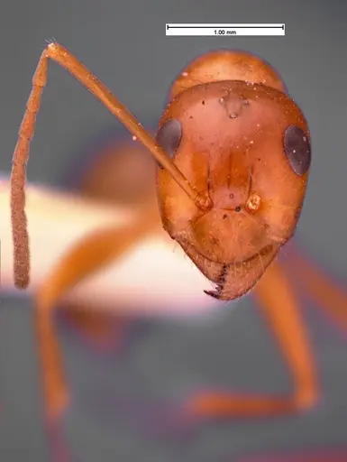 Formica incerta - CASENT0105553