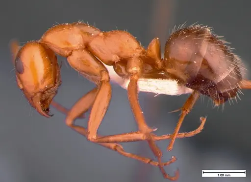 Formica incerta - CASENT0105553