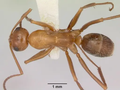 Formica incerta - CASENT0172881