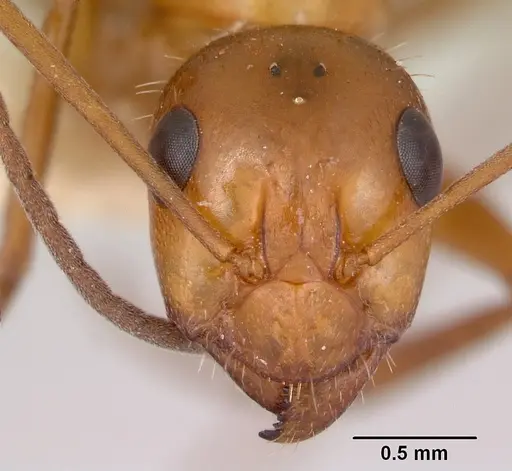 Formica incerta - CASENT0172881