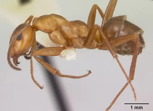 Formica incerta - CASENT0172881