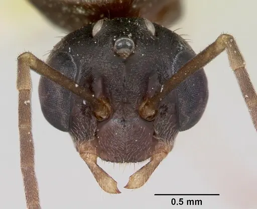 Formica incerta - CASENT0172882