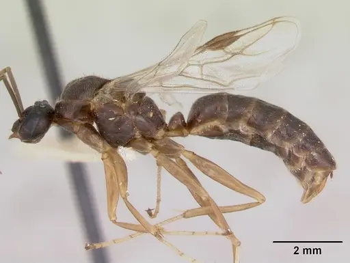 Formica incerta - CASENT0172882